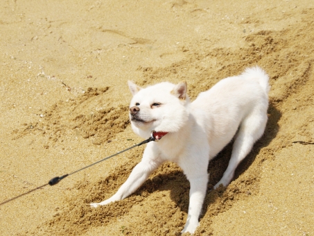 初めて犬を飼う方必見 飼い易い犬種 豆柴の専門ブリーダー 日本犬豆柴育成普及会 摂州宝山荘