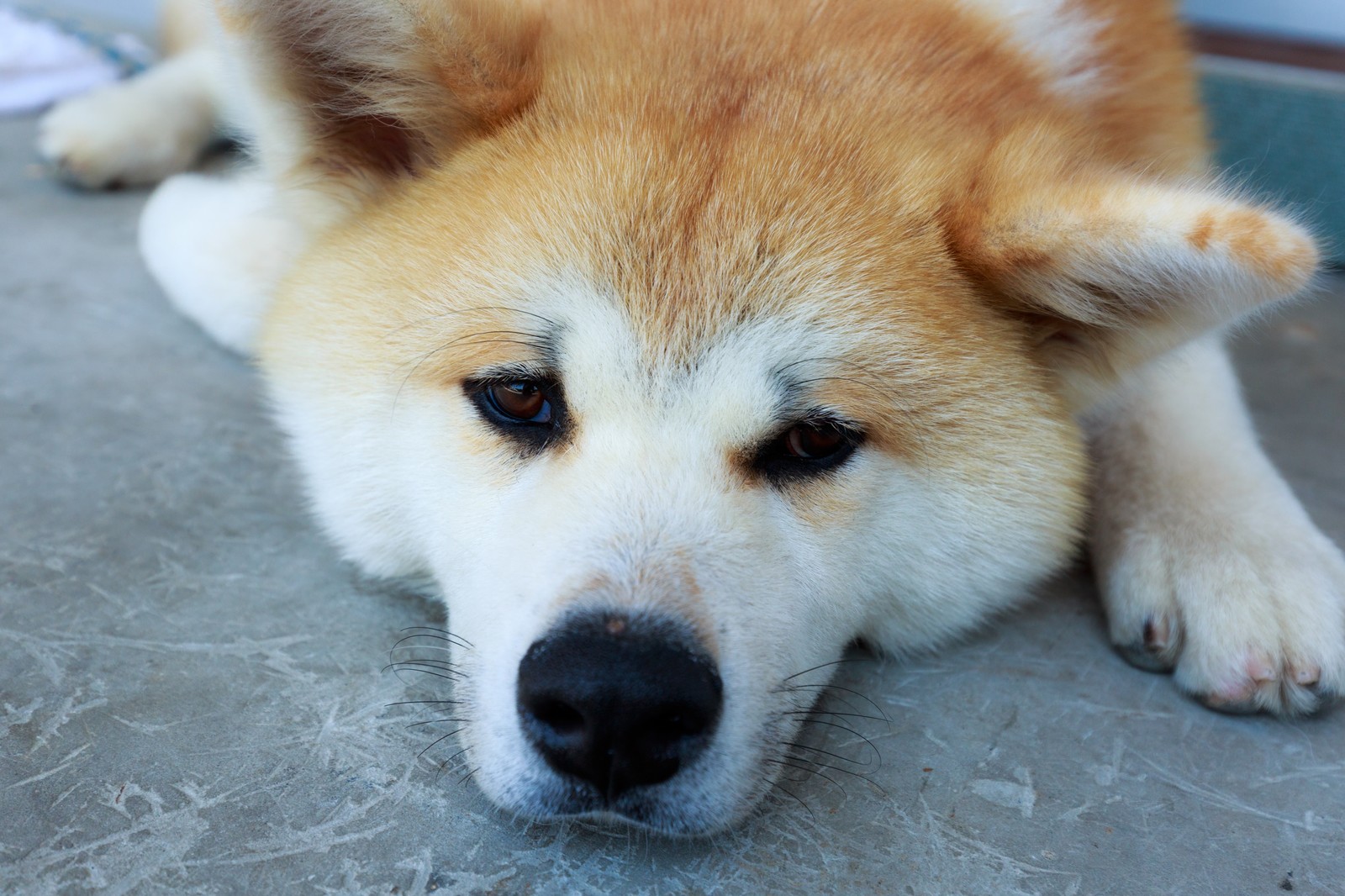 意外 犬にも一人でいたい時があるの 犬の気持ちを知る 豆柴の専門ブリーダー 日本犬豆柴育成普及会 摂州宝山荘