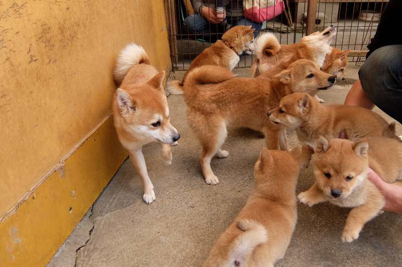 犬は飼い主を忘れない 忘れる事も有るの 豆柴の専門ブリーダー 日本犬豆柴育成普及会 摂州宝山荘