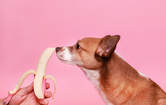 犬に人間の食べ物をあげてはいけない理由 豆柴の専門ブリーダー 日本犬豆柴育成普及会 摂州宝山荘