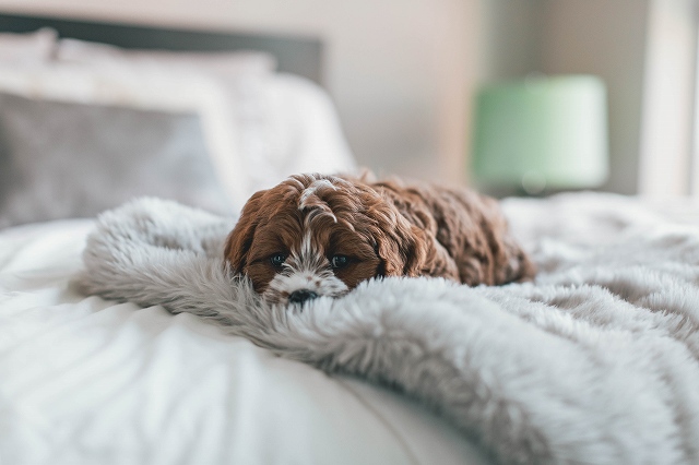 犬の寝る時の姿で本音がわかる その理由とは 豆柴の専門ブリーダー 日本犬豆柴育成普及会 摂州宝山荘