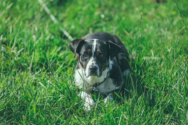 犬が散歩好きとは限らない 怖がる犬はどうする 豆柴の専門ブリーダー 日本犬豆柴育成普及会 摂州宝山荘