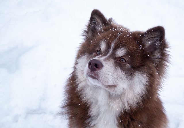 フィンランドは犬を大事にする国 公共機関に一緒に乗ることも 豆柴の専門ブリーダー 日本犬豆柴育成普及会 摂州宝山荘