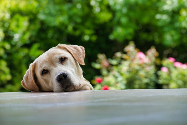 犬の時間感覚を理解してもっと毎日の生活を充実させよう 豆柴の専門ブリーダー 日本犬豆柴育成普及会 摂州宝山荘