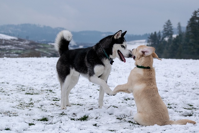 犬のかわいい仕草 前足でちょいちょいにはどんな意味があるの 豆柴の専門ブリーダー 日本犬豆柴育成普及会 摂州宝山荘