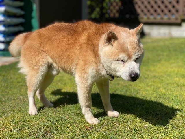 豆柴のシニア犬との向き合い方 飼い方のポイント 豆柴の専門ブリーダー 日本犬豆柴育成普及会 摂州宝山荘