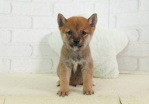 豆柴子犬　4/27　男の子♂1募集中のサムネイル