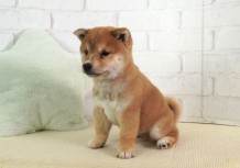 豆柴子犬　5/5　男の子♂売約済のサムネイル